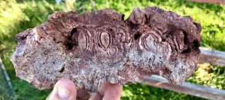 Reilly’s Rocks: Saint Johns Az.  Petrified Wood W/distinct Rare Fungus,  4 Lb