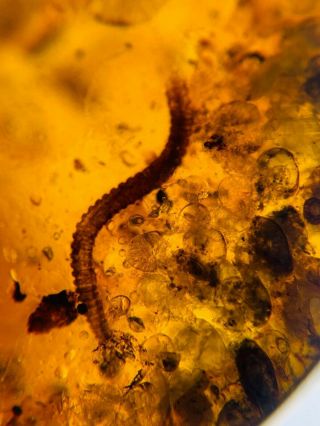 Millipede&cicada&barklice Burmite Myanmar Burma Amber Insect Fossil Dinosaur Age