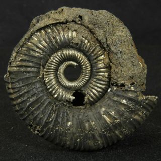 1.  7in/4.  4cm Pyritized Ammonite Binatisphinctes Jurassic Callovian Russian Fossil