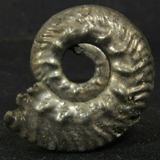 1.  5in/3.  9cm Shine Pyrite Ammonite Lunuloceras Michailowense Jurassic Russia