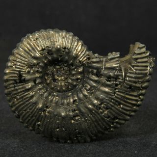 1.  4in/3.  5cm Shine Pyritized Ammonite Kosmoceras Jurassic Callovian Russia
