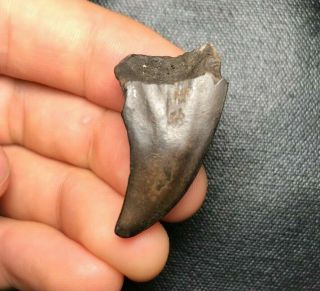 Rare 1.  42 " Parotodus Benedeni Shark Tooth Teeth Fossil Sharks Necklace Megalodo