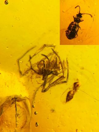 Pselaphidae Beetle&spider&fly Burmite Myanmar Amber Insect Fossil Dinosaur Age