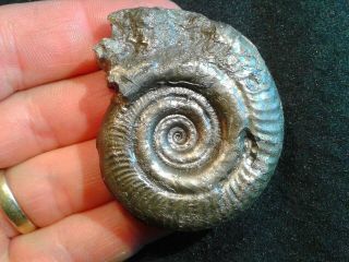 French Pyrite Ammonite - - Hildoceras Angustisiphonatum - - 54mm - - Jurassic