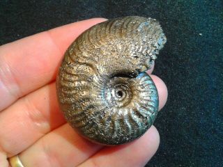 French Pyrite Ammonite - - Maconiceras Soloniacense - - 48mm - - Jurassic