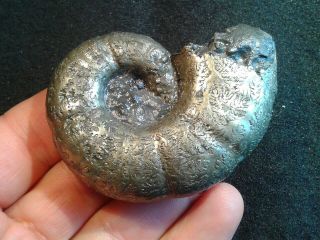 French Pyrite Ammonite - - Lytoceras Dorcadis - - 65mm - - Jurassic