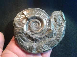 French Pyrite Ammonite - - Hildoceras Bifrons - - 100mm - - Jurassic