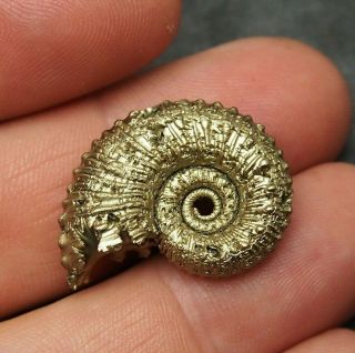 28mm Kosmoceras Sp.  Pyrite Ammonite Fossils Callovian Fossilien Russia