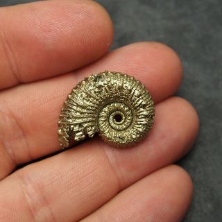 28mm Kosmoceras sp.  Pyrite Ammonite Fossils Callovian Fossilien Russia 2