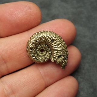 28mm Kosmoceras sp.  Pyrite Ammonite Fossils Callovian Fossilien Russia 3