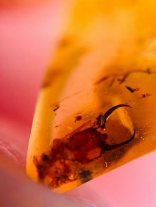 Neuroptera larva head Burmite Myanmar Burmese Amber insect fossil dinosaur age 3