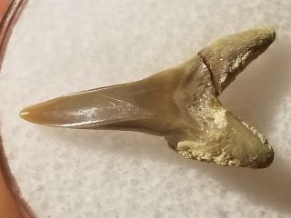 37 WT / Fossil Shark Tooth Cretaceous Spillway Waco Texas.  Wolf Fam.  Coll. 3