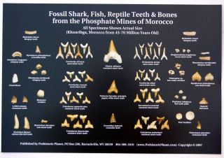 Fossil Shark Teeth & Other Morocco Fossils Poster