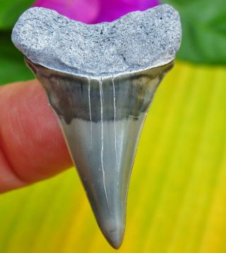 Cool Color Venice Florida Fossil Mako Shark Tooth Not Megalodon Teeth