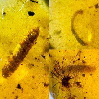S835 - Larva,  Millipede,  Other In Fossil Burmite Insect Amber Cretaceous Dinosaur