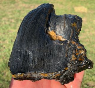 Texas Black Petrified Palm Wood W/ Geode Agate Pocket