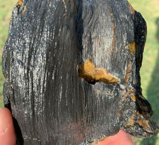 Texas Black Petrified Palm Wood w/ Geode Agate Pocket 2