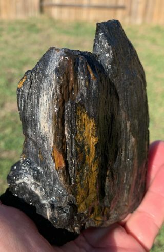 Texas Black Petrified Palm Wood w/ Geode Agate Pocket 3