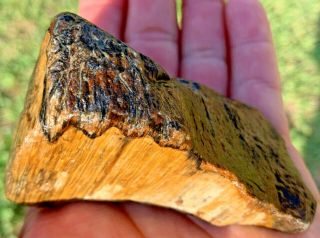Gem Jewlery Quality Texas Petrified Palm Wood Fossil Displays Nicely