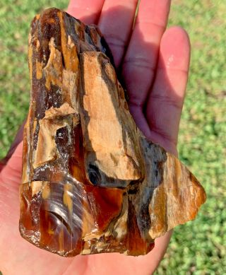 Highly Agatized Translucent Texas Petrified Wood Branch Glass Like 2