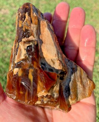 Highly Agatized Translucent Texas Petrified Wood Branch Glass Like 3