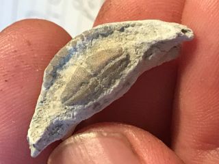 Fossil BurrFish Mouth plate Chilomycterus sp.  Miocene Age.  Aurora,  NC 2