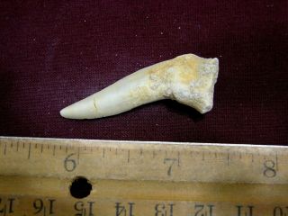 Saber Tooth Herring Fossil Tooth Enchodus Cretaceous 1.  5 Inch E22