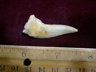 Saber tooth Herring fossil tooth Enchodus Cretaceous 1.  5 inch E22 2
