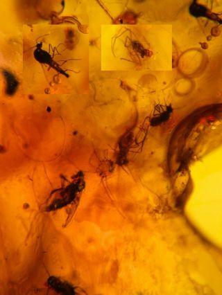 5 Mosquito Fly&tick Burmite Myanmar Burmese Amber Insect Fossil Dinosaur Age
