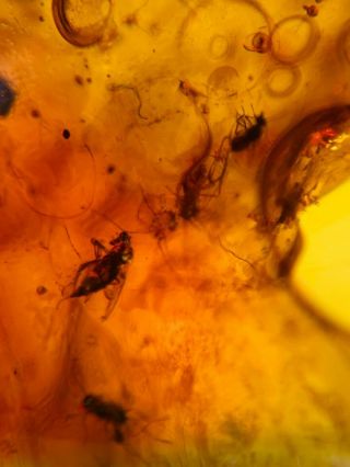 5 mosquito fly&tick Burmite Myanmar Burmese Amber insect fossil dinosaur age 2