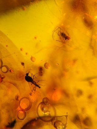 5 mosquito fly&tick Burmite Myanmar Burmese Amber insect fossil dinosaur age 3