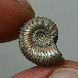 14mm Kosmoceras Sp.  Pyrite Ammonite Fossils Callovian Fossilien Russia