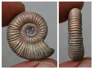 25mm Peltoceras Sp.  Pyrite Ammonite Fossils Callovian Fossilien Russia