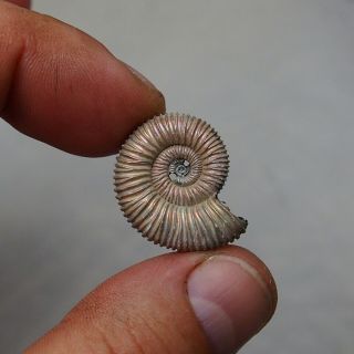 25mm Peltoceras sp.  Pyrite Ammonite Fossils Callovian Fossilien Russia 2