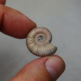 25mm Peltoceras sp.  Pyrite Ammonite Fossils Callovian Fossilien Russia 3