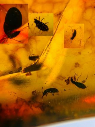 6 Small Coleoptera Beetle Burmite Myanmar Burma Amber Insect Fossil Dinosaur Age