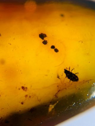 6 small Coleoptera beetle Burmite Myanmar Burma Amber insect fossil dinosaur age 3