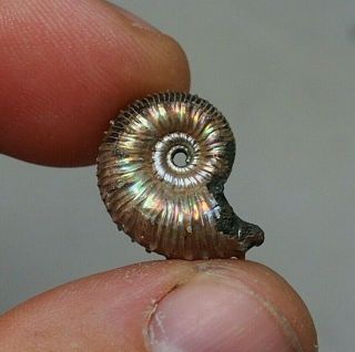 19mm Kosmoceras Pyrite Ammonite Fossils Callovian Fossilien Russia