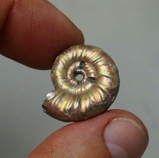 24mm Mirosphinctes Sp.  Pyrite Ammonite Fossils Callovian Fossilien Russia