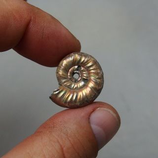 24mm Mirosphinctes sp.  Pyrite Ammonite Fossils Callovian Fossilien Russia 2