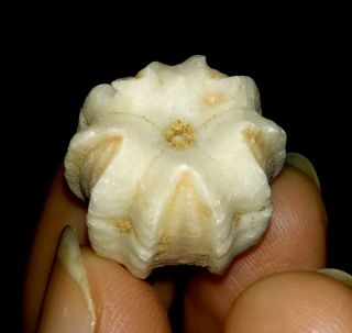 Blastoid Fossil,  Deltoblastus Timorensis From Timor,  16mm