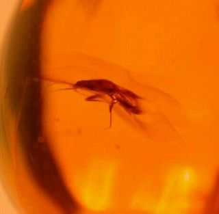 Hemipteran True Bug With Piercing Proboscis In Authentic Dominican Amber Fossil