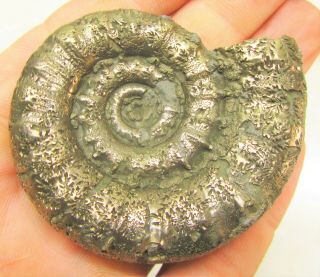 Large Golden Eoderoceras 60 Mm Jurassic Pyrite Ammonite Fossil Uk Gold
