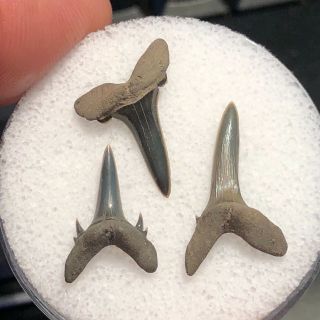 03 Mc) 3 Eocene Fossil Shark Teeth From Muddy Creek,  Virginia.  Nanjemoy Fm