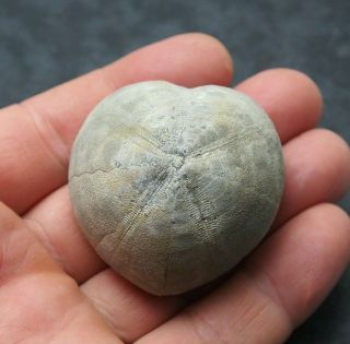 Echinoid 47x34mm Micraster Brevis Fossil Natural Sea Urchin