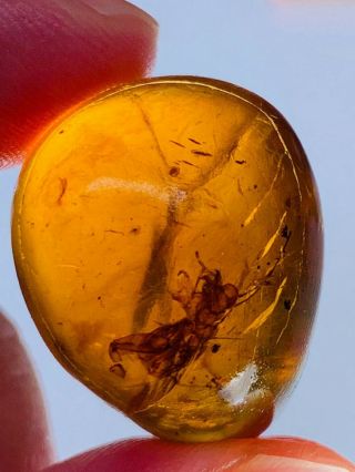 3.  93g big unknown bug Burmite Myanmar Burmese Amber insect fossil dinosaur age 2