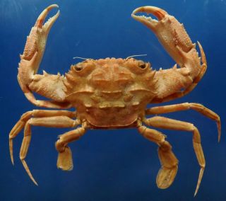 20337 Swimming Crab Thalamita Macrospinifera,  29 Mm Crab Taxidermy Oddities