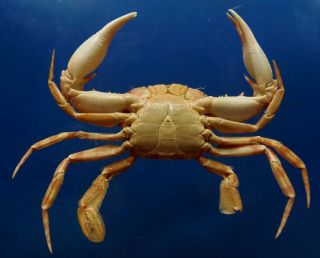 20337 Swimming crab Thalamita macrospinifera,  29 mm Crab Taxidermy Oddities 2