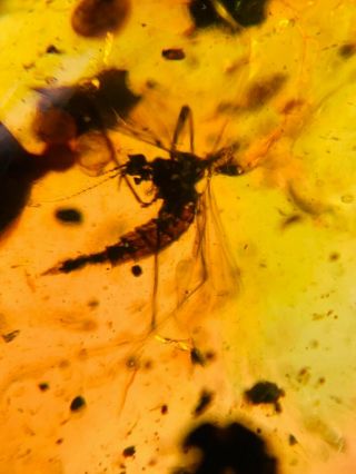 Big Limoniidae Mosquito Fly Burmite Myanmar Amber Insect Fossil Dinosaur Age