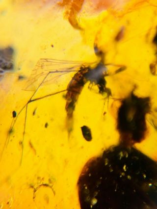 big Limoniidae mosquito fly Burmite Myanmar Amber insect fossil dinosaur age 2